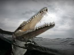 Saltwater crocodile head.png