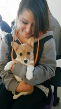 CORGI! YAS!.jpg