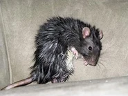 Бешеная крыса