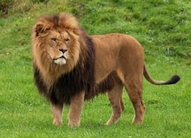 Лев1