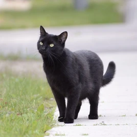 Котан