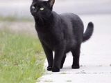 Кошка