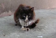 Бешеная кошка