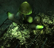 Грибы.png (889 КБ) Радиоактивный гриб