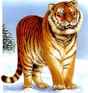 Амурский-тигр.jpg (59 КБ)