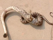 Змея с лапой