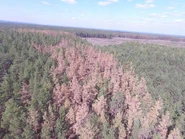 Рыжий лес сейчас