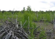 Рыжий лес вблизи