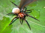 Img2720 0.jpg (568 КБ) Водяной паук