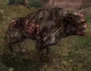 Псед3.jpg (295 КБ) Псевдопёс охотится