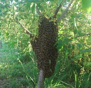 Рой насекомых