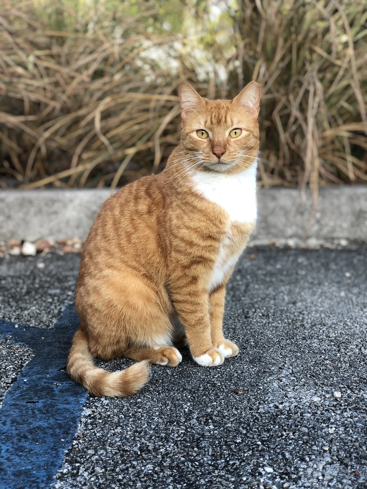 Creamsicle Apoinsettia Wiki Fandom