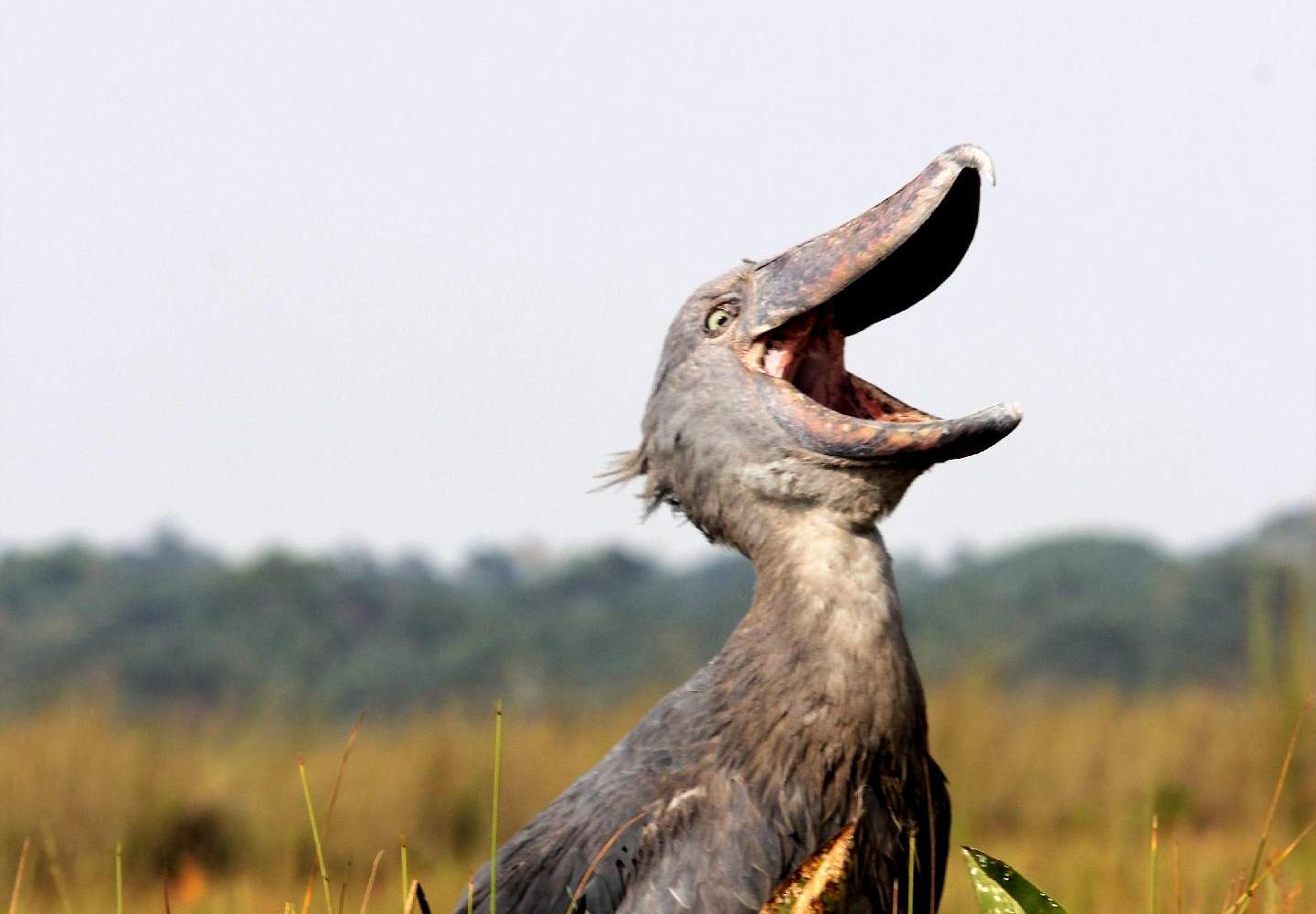shoebill stork video