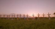 Crosses