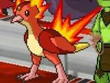 Flare Hawk