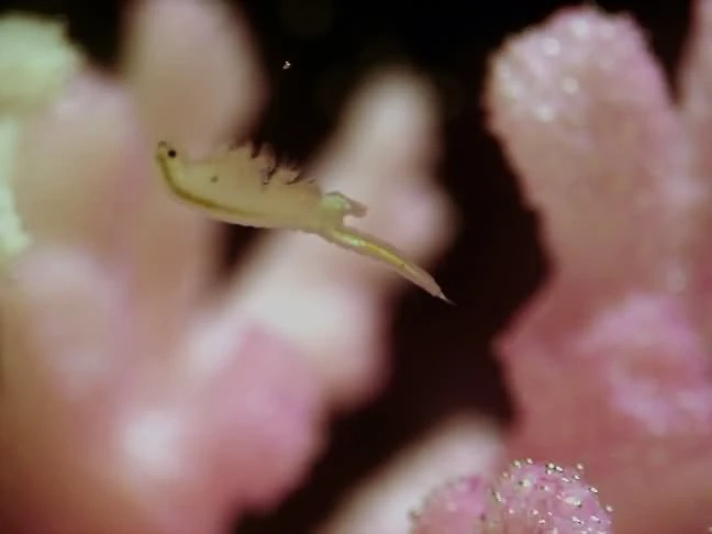 Sea Monkeys Up Close