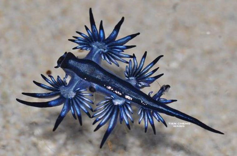 the blue dragon mollusk