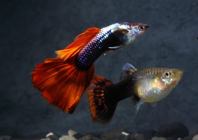 Guppy | Aquatic Life Wiki | Fandom