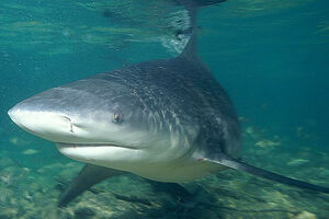 Ganges-shark-swims-pic