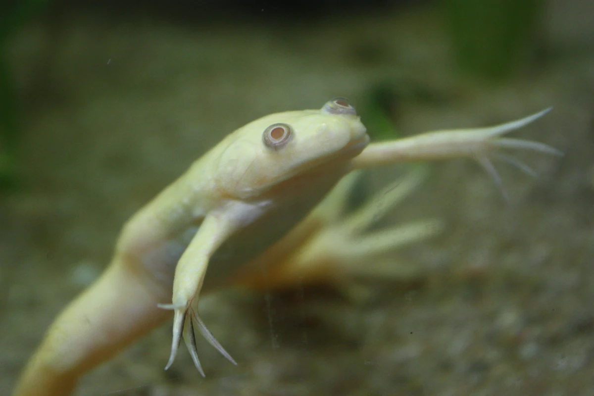 CategoryXenopus Aquatic Life Wiki Fandom