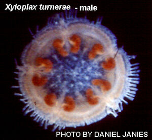 Xyloplax turnerae male