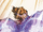 Arion