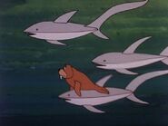 Shark Rescue