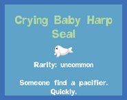 the Crying Baby Harp Seal