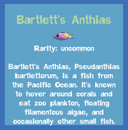 the Bartlett's Anthias