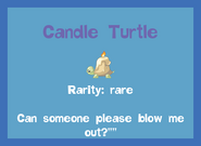 the Candle Turtle