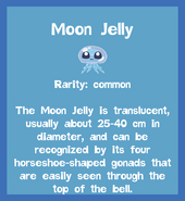 the Moon Jelly