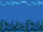 BG2 Seaweed Garden wide.png