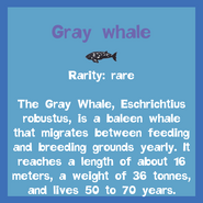 the Gray Whale