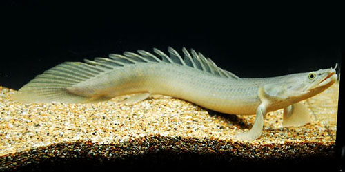 多鰭魚 拉氏亞種 Polypterus Bichir Lapradei Aquarium Wiki Fandom 多鰭魚 拉氏亞種 Polypterus Bichir Lapradei Aquarium Wiki Fandom