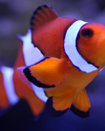 眼斑双锯鱼 Amphiprion Ocellaris 公子小丑 海葵鱼 Aquarium Wiki Fandom