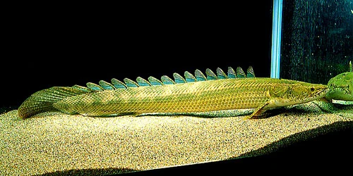 多鰭魚 模式亞種 Polypterus Bichir Bichir Aquarium Wiki Fandom