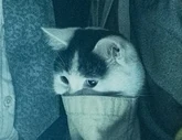 Frodo on Day 1