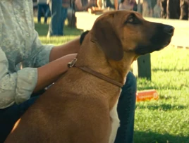 DogBark
