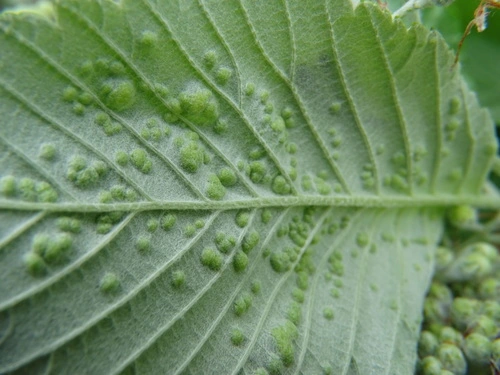 Eriophyes arianus Arachnipedia Wiki Fandom