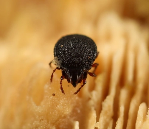 Cepheus dentatus Arachnipedia Wiki Fandom