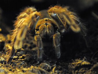 Goliath-birdeater