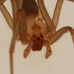 Loxosceles reclusa adult male 4.jpg
