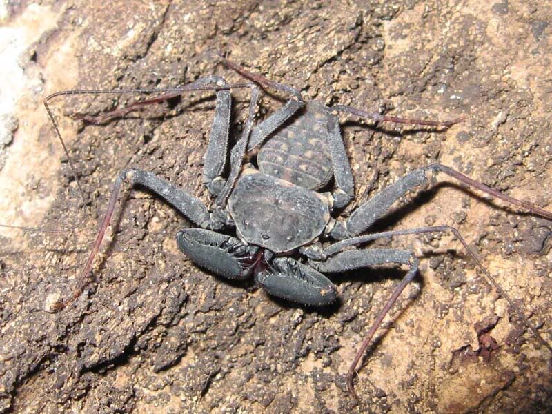 whiptail scorpion