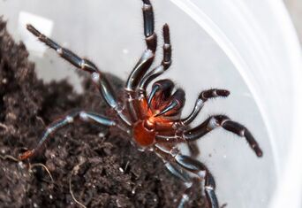 Australian funnel-web spider - Wikipedia