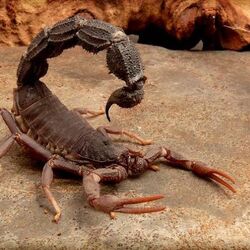 Southern African Spitting Scorpion (Parabuthus transvaalicus)