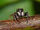 Jumping Spider (Salticidae)