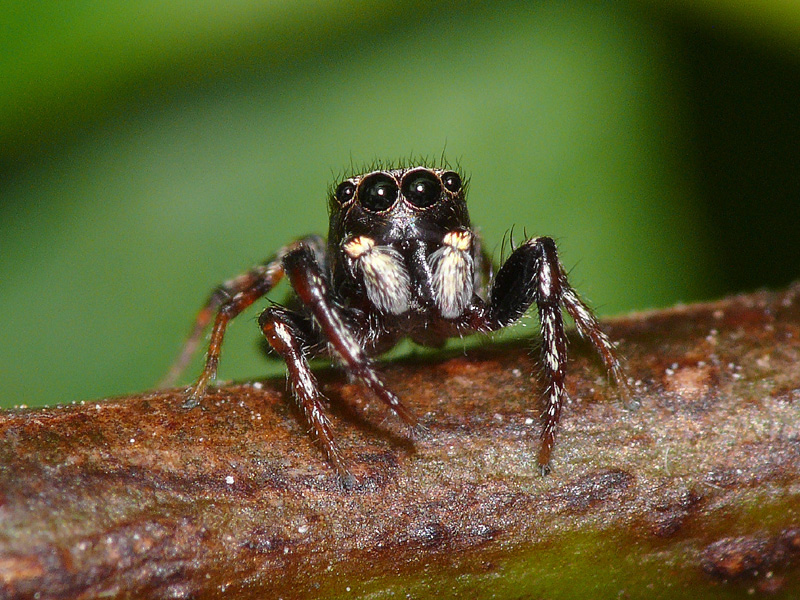 Jumping spider, Miniature, Colorful, Agile