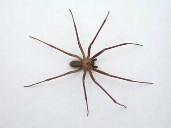 Brown-recluse-spider