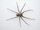 Brown recluse spider (Loxosceles reclusa)