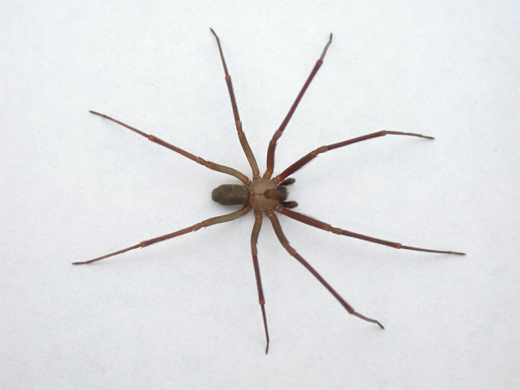 Brown Recluse Spider